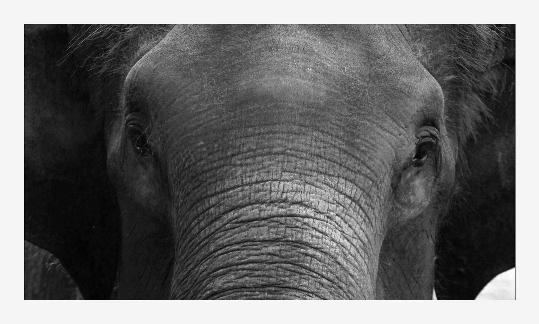 Elefant