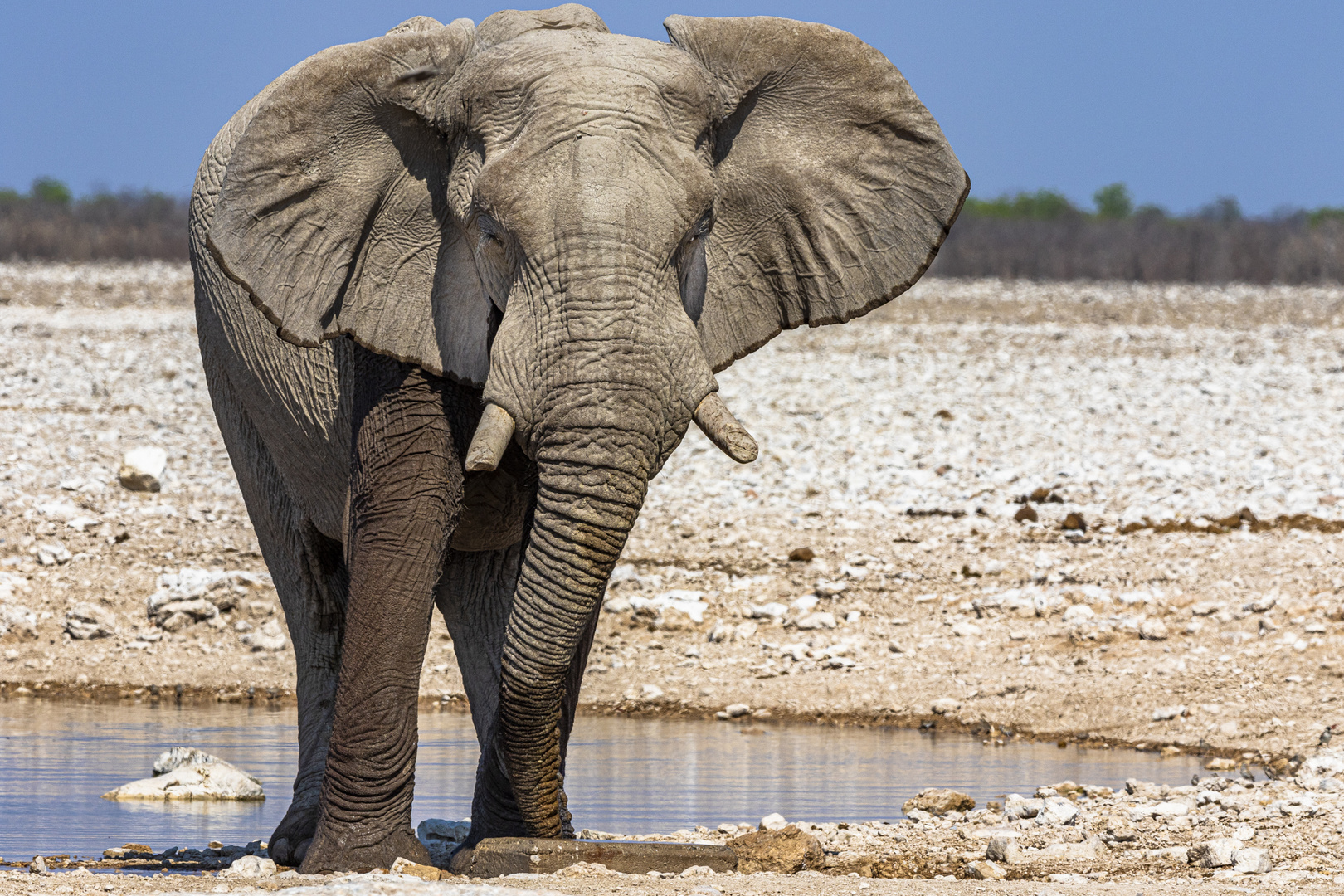 Elefant Foto & Bild | tiere, wildlife, säugetiere Bilder auf fotocommunity