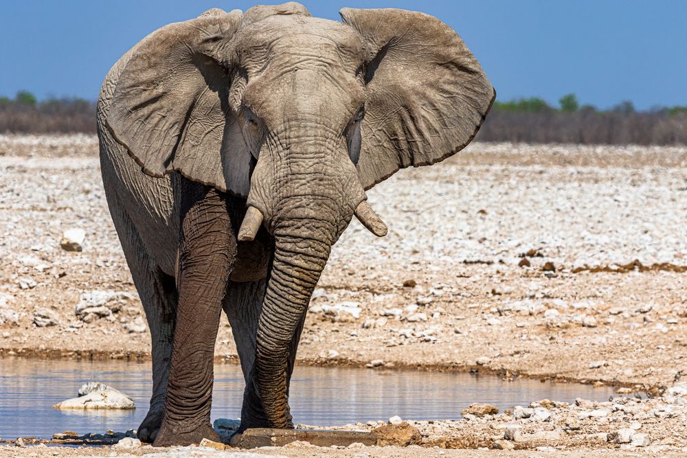 Elefant Foto & Bild | tiere, wildlife, säugetiere Bilder auf fotocommunity