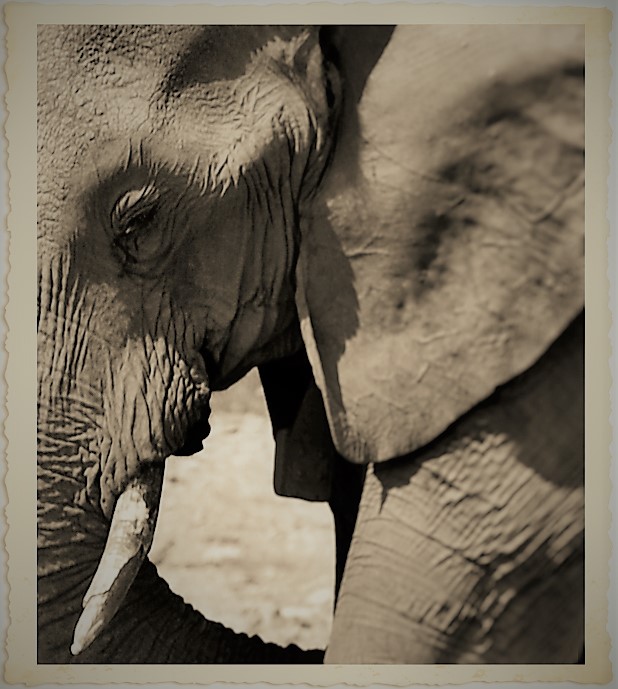 Elefant