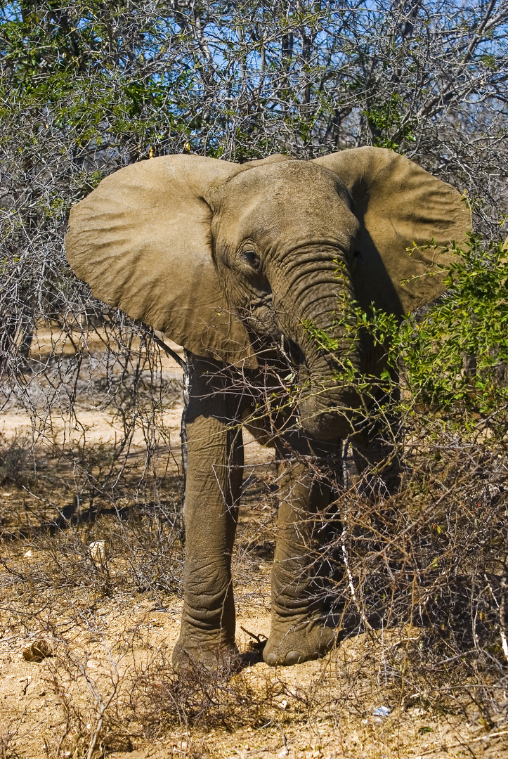 Elefant