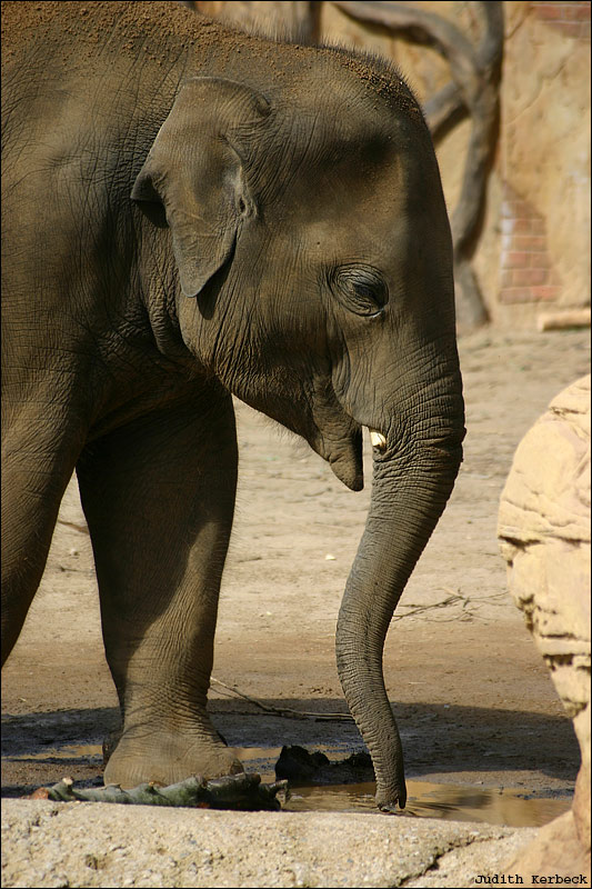 Elefant