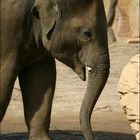 Elefant