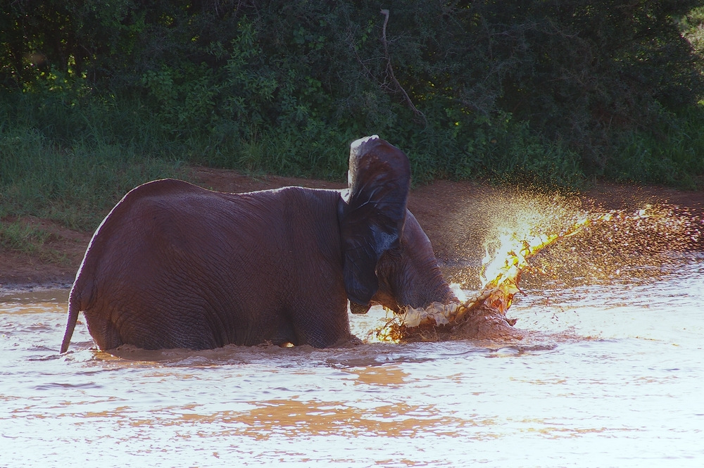 Elefant