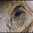 Elefant