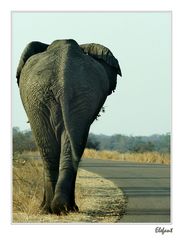 Elefant