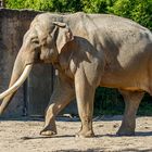 Elefant