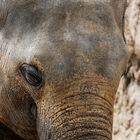 Elefant