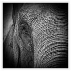 Elefant