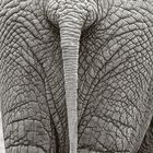 Elefant