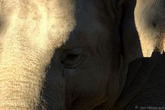 Elefant