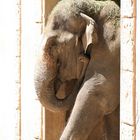 Elefant