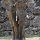 Elefant