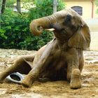 Elefant