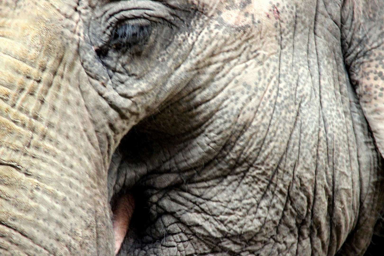 Elefant