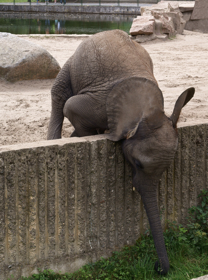 Elefant