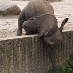 Elefant