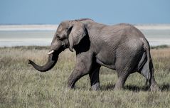 Elefant