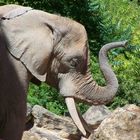 Elefant