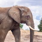 Elefant