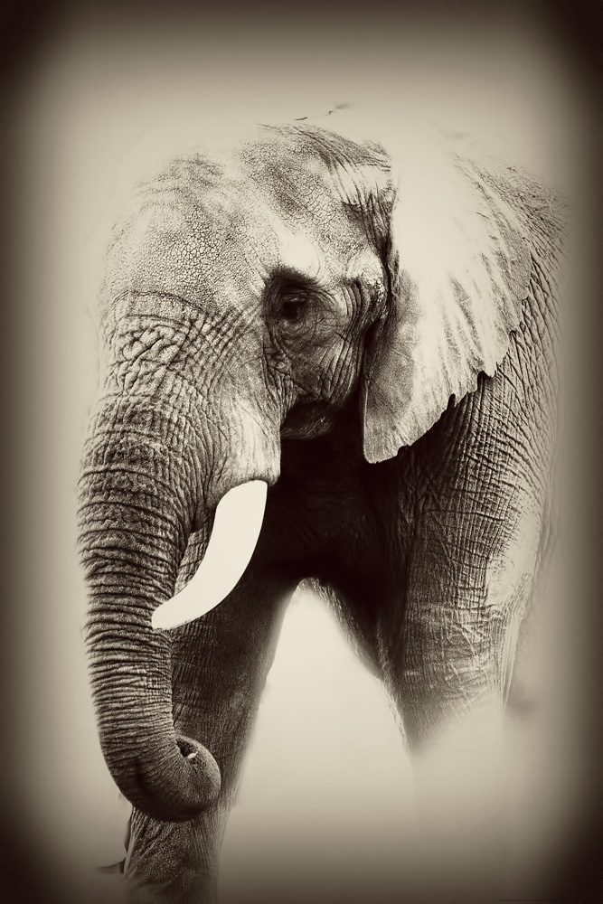 Elefant