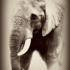 Elefant