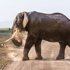 Elefant