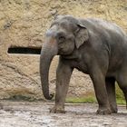 Elefant 