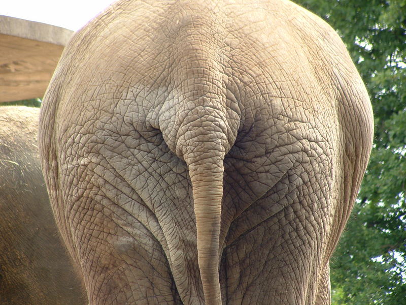 Elefant