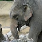 Elefant