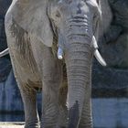 Elefant