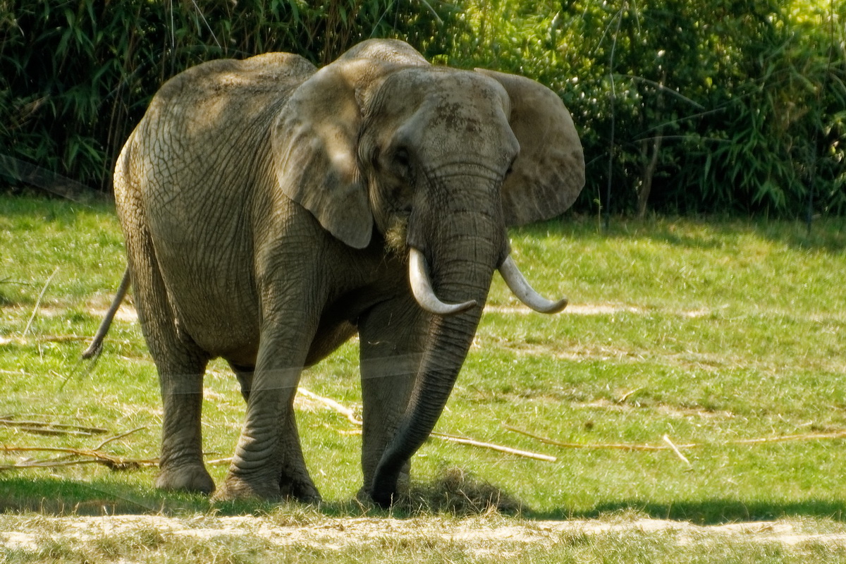 Elefant