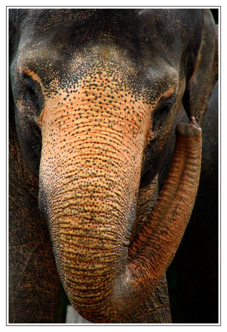 Elefant