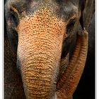 Elefant