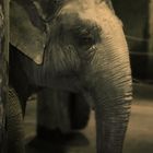 Elefant.