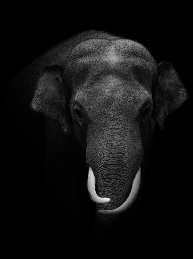 Elefant