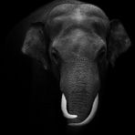 Elefant