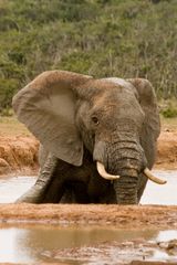 Elefant, Addo, Südafrika
