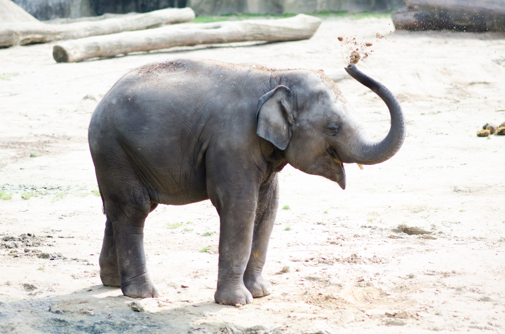 Elefant