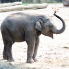 Elefant