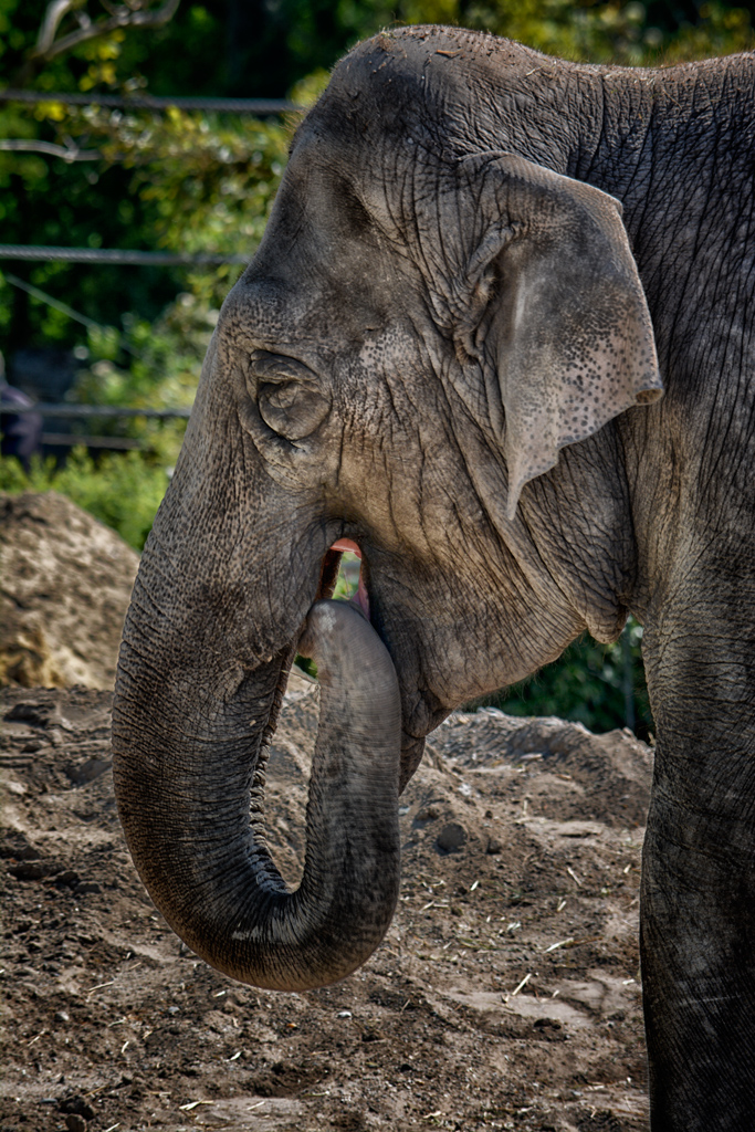 Elefant Allwetterzoo Münster