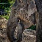 Elefant Allwetterzoo Münster