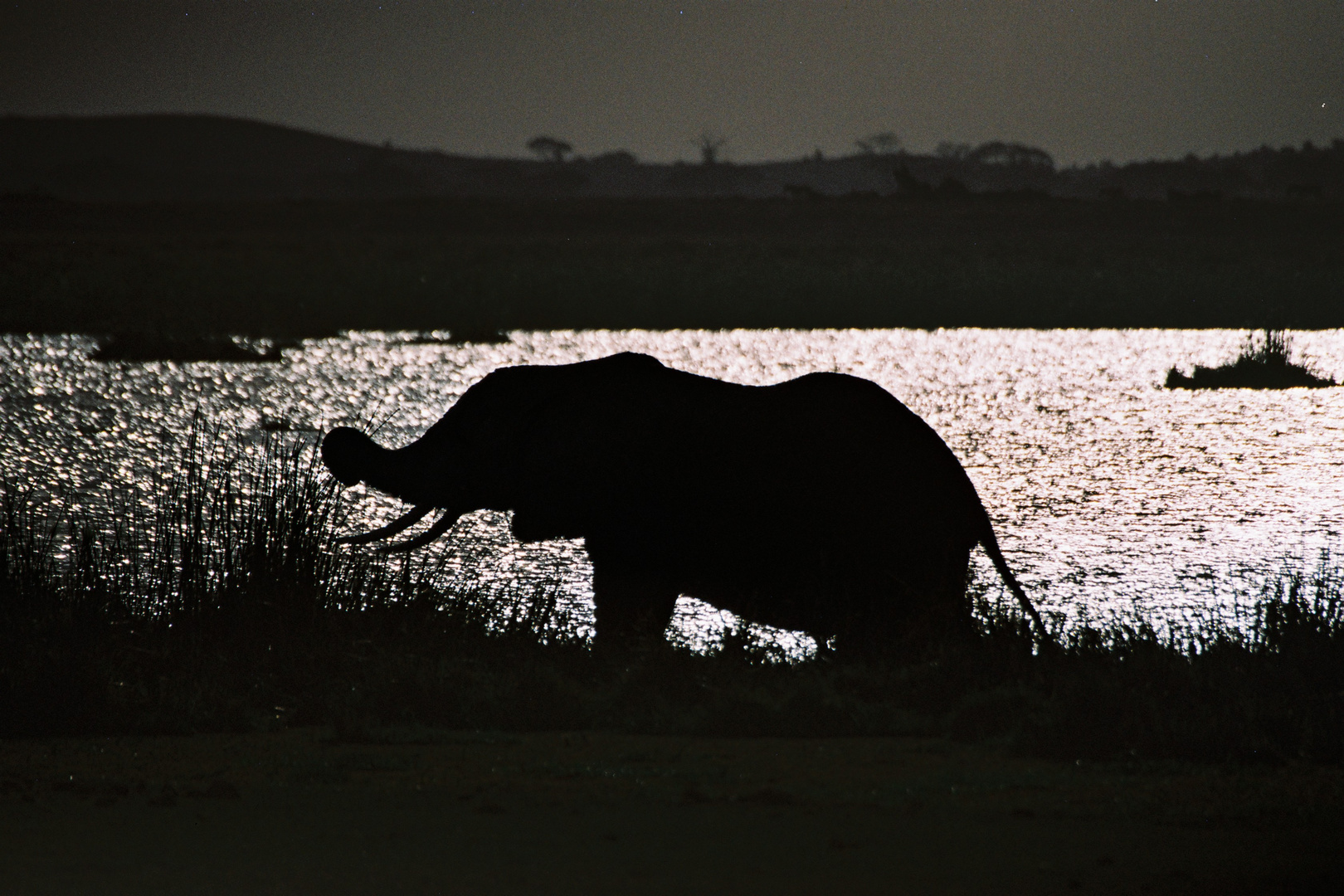 Elefant am Amboseli NP