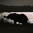 Elefant am Amboseli NP