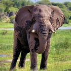 Elefant am Boteti-River