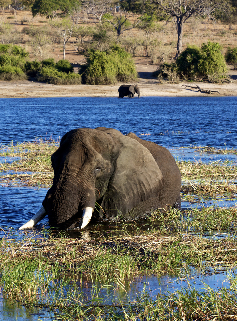 Elefant am Chobe