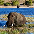 Elefant am Chobe