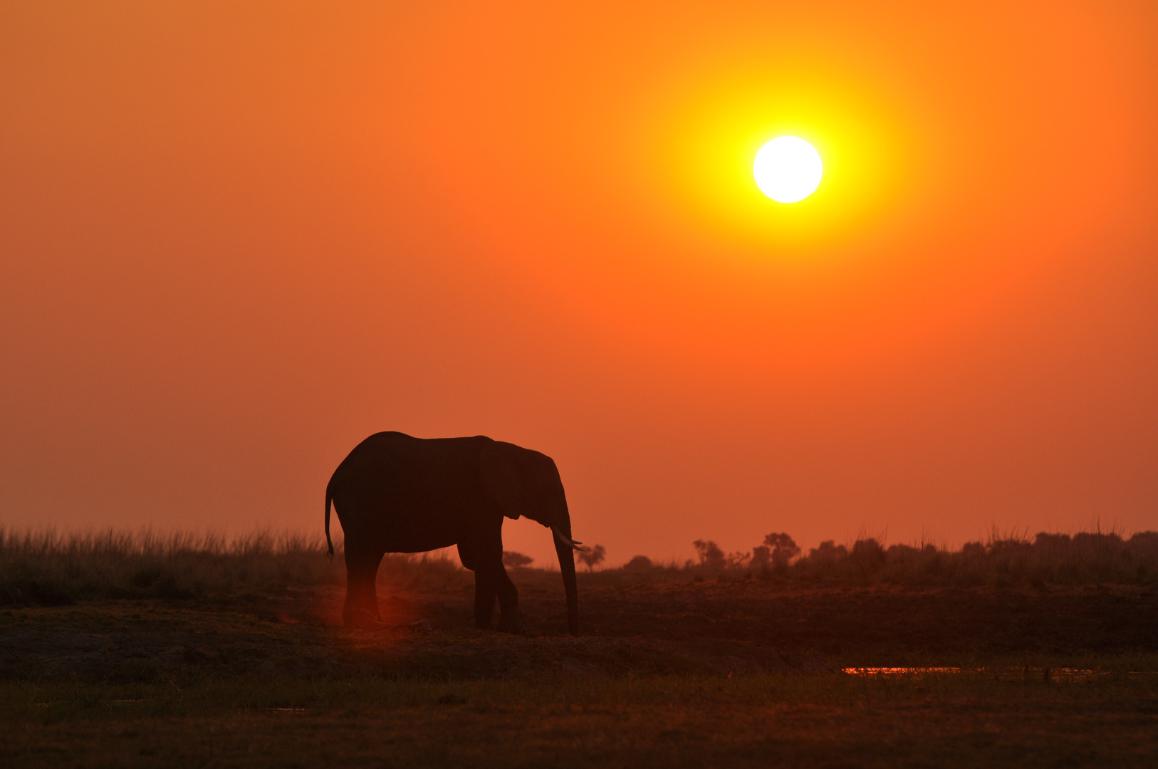 Elefant am Chobe-Fluss