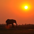 Elefant am Chobe-Fluss