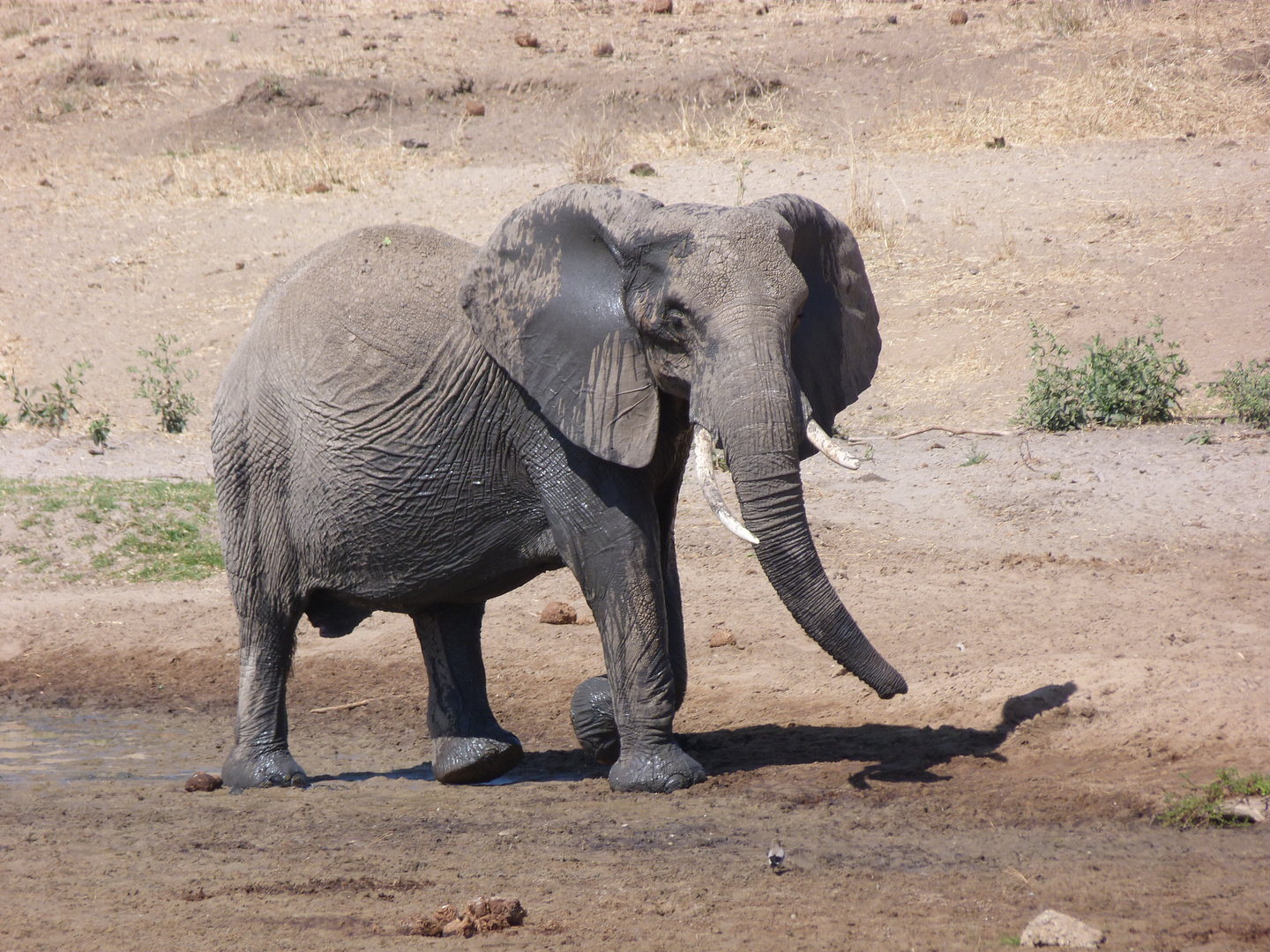 Elefant am Fluß - 1